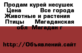 Продам курей несушек › Цена ­ 350 - Все города Животные и растения » Птицы   . Магаданская обл.,Магадан г.